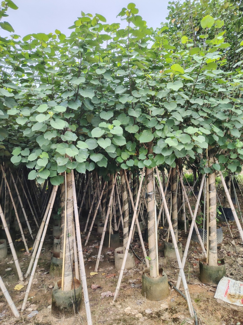大量低价出售5-8-10-12公分黄槿