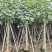 大量低价出售5-8-10-12公分黄槿