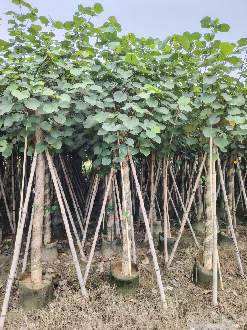 大量低价出售5-8-10-12公分黄槿