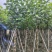 大量低价出售5-8-10-12公分黄槿