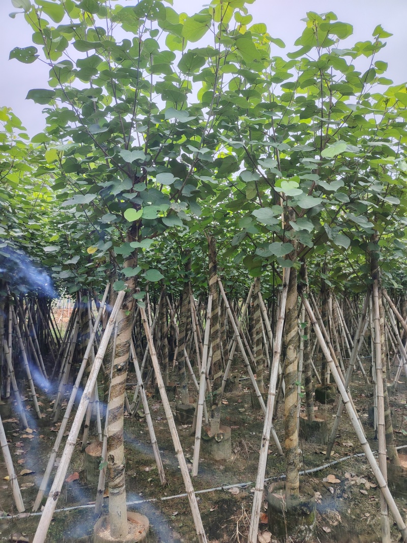 大量低价出售5-8-10-12公分黄槿