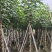 大量低价出售5-8-10-12公分黄槿