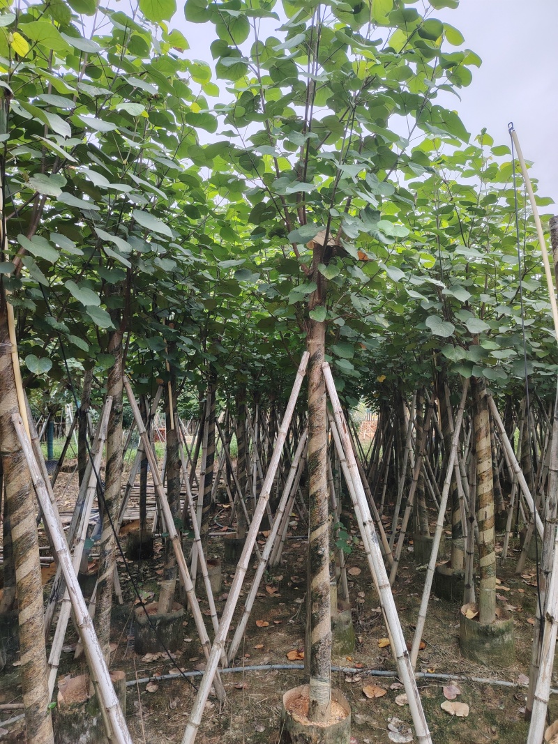 大量低价出售5-8-10-12公分黄槿