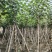 大量低价出售5-8-10-12公分黄槿