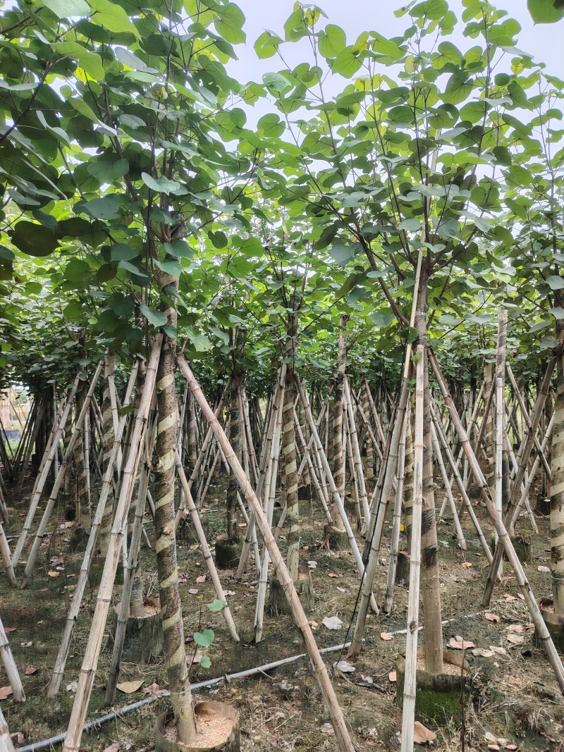 大量低价出售5-8-10-12公分黄槿
