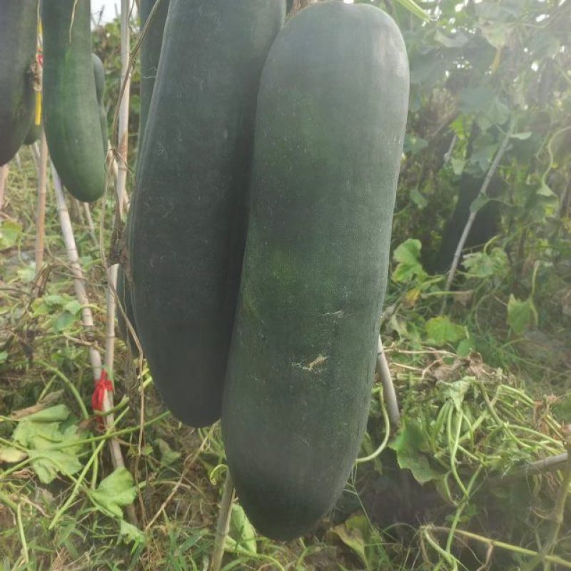 精品吊冬瓜