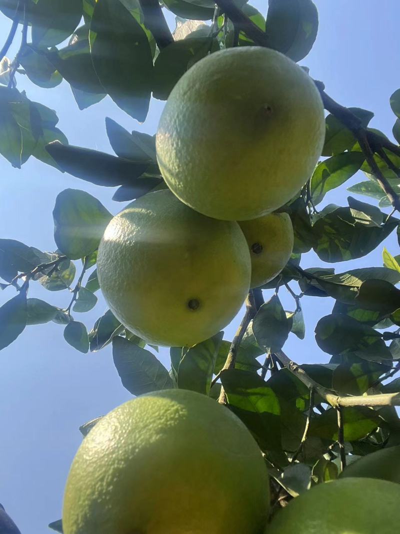 酉阳脐橙