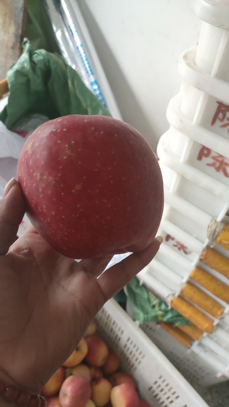 糖心红富士