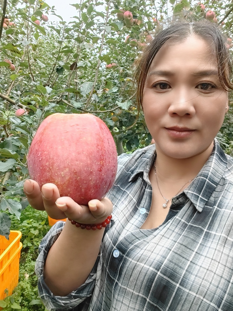 糖心红富士