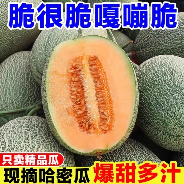 【哈密瓜】新疆哈密瓜/晓蜜25大量收购/产地直发一手货源