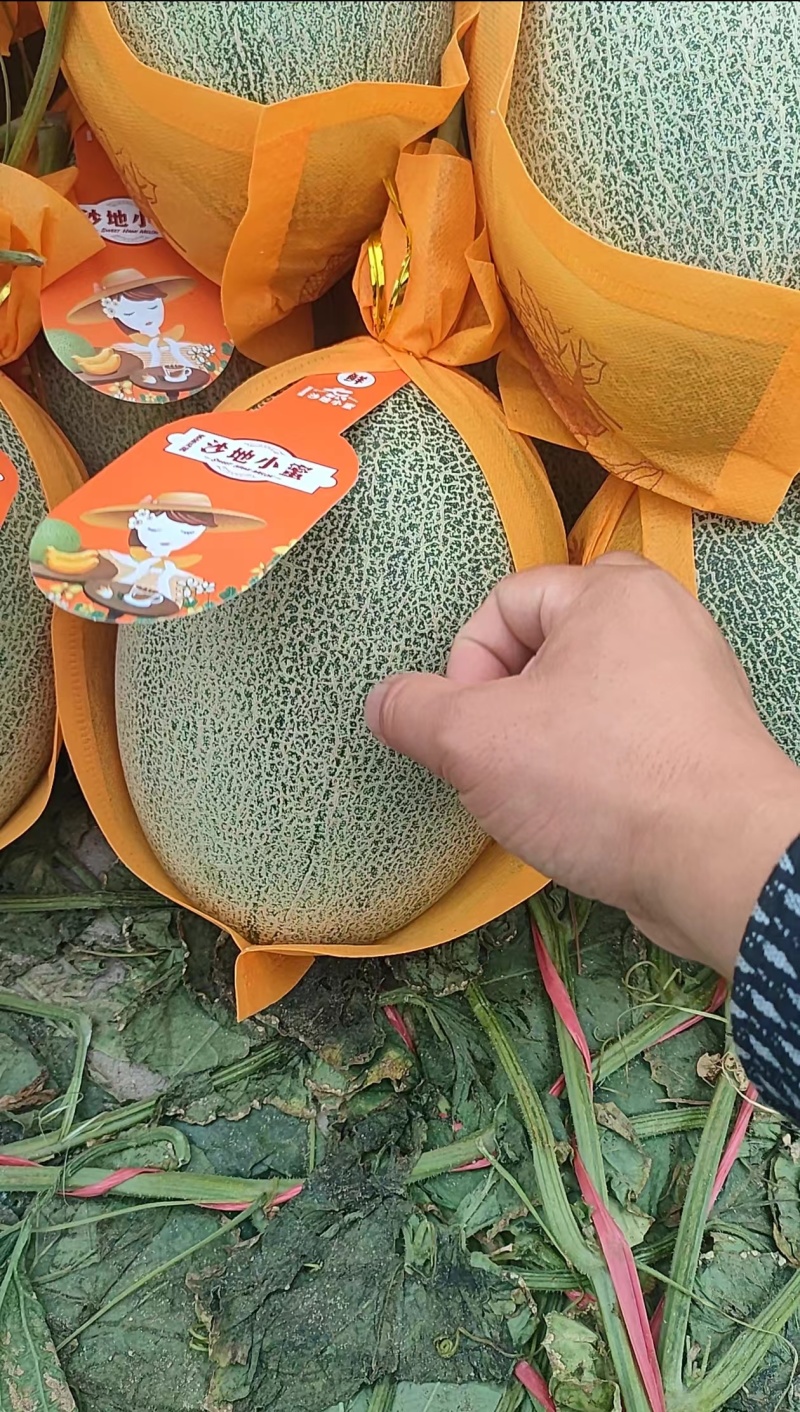 【哈密瓜】新疆哈密瓜/晓蜜25大量收购/产地直发一手货源