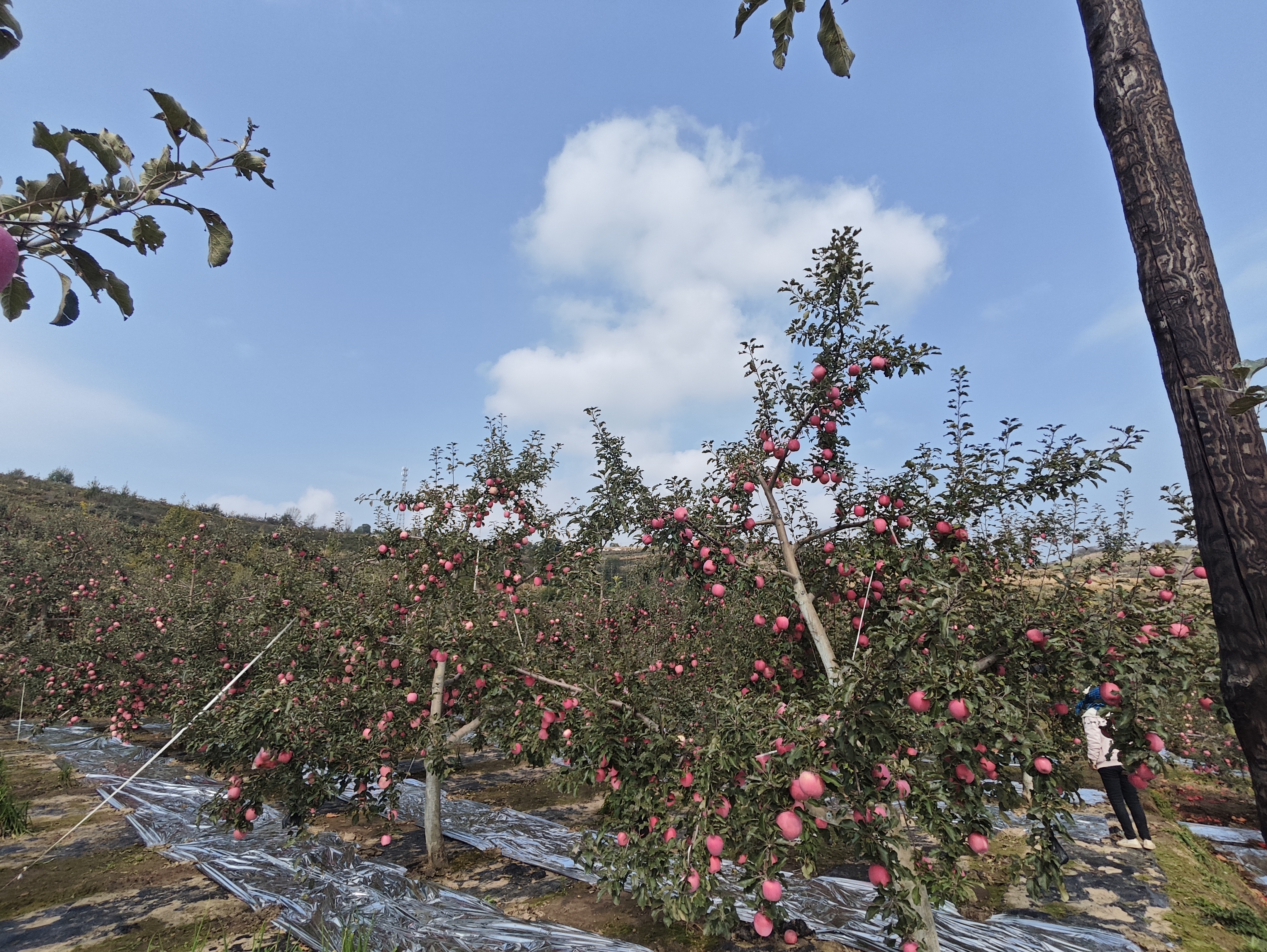 花牛苹果果园全景
