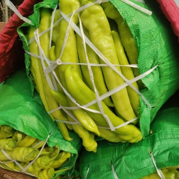 万亩园区大棚种植辣椒，绿色无公害蔬菜