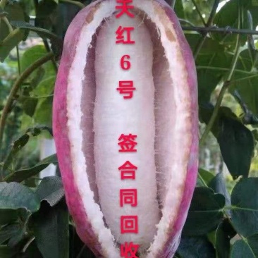 无籽八月瓜苗中国八月瓜合作社丁社长签约包收