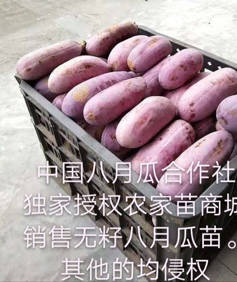 无籽八月瓜苗中国八月瓜合作社丁社长签约包收