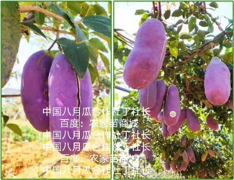 无籽八月瓜苗中国八月瓜合作社丁社长签约包收
