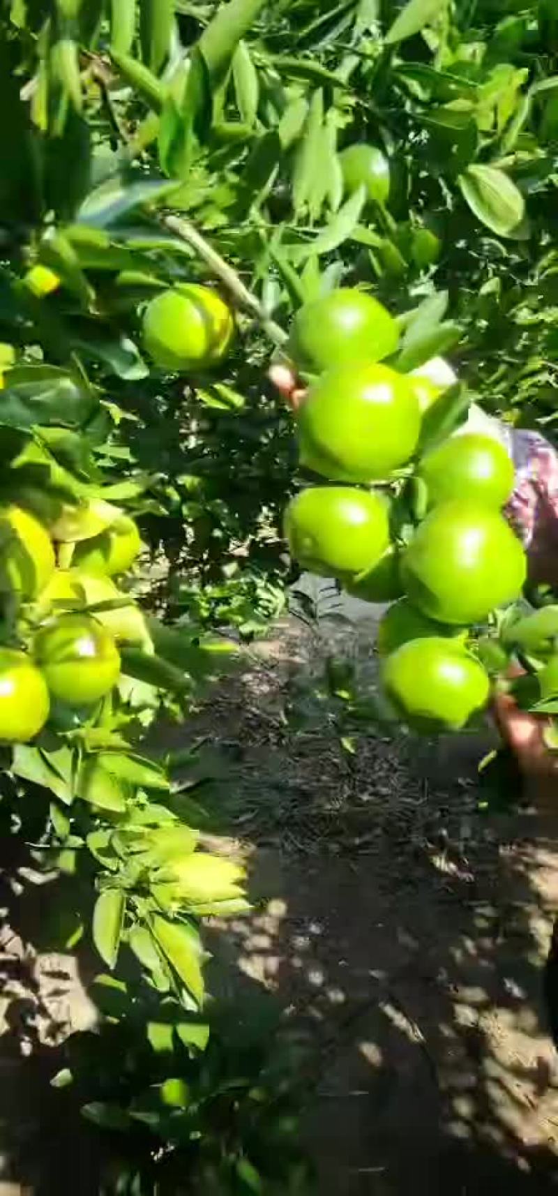 精品特早蜜橘大量供货中，皮薄色鲜，汁多肉嫩，产地直销果园