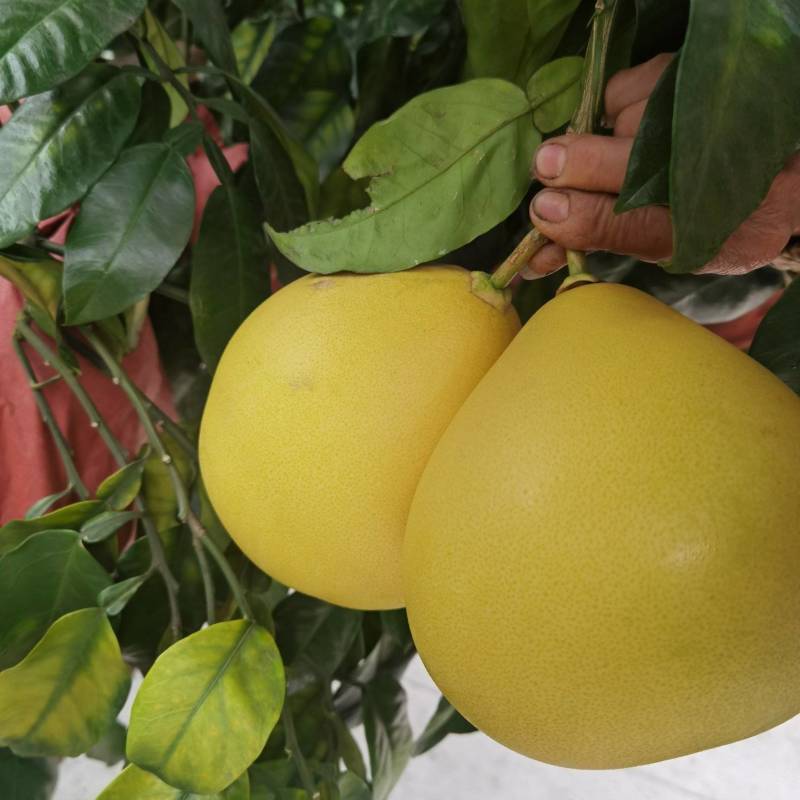 套袋三红蜜柚