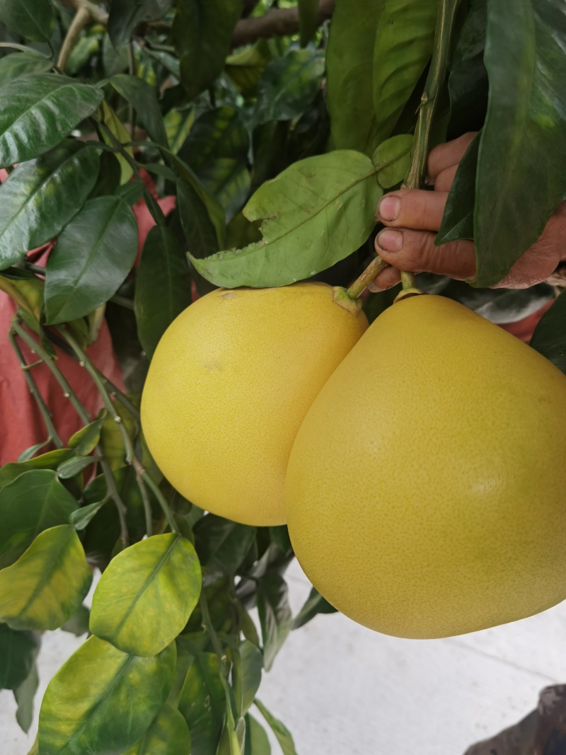 套袋三红蜜柚