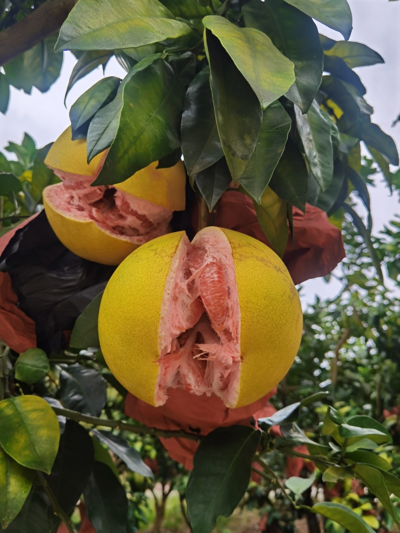 套袋三红蜜柚