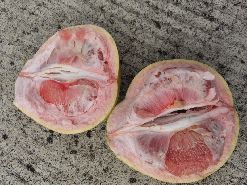 套袋三红蜜柚