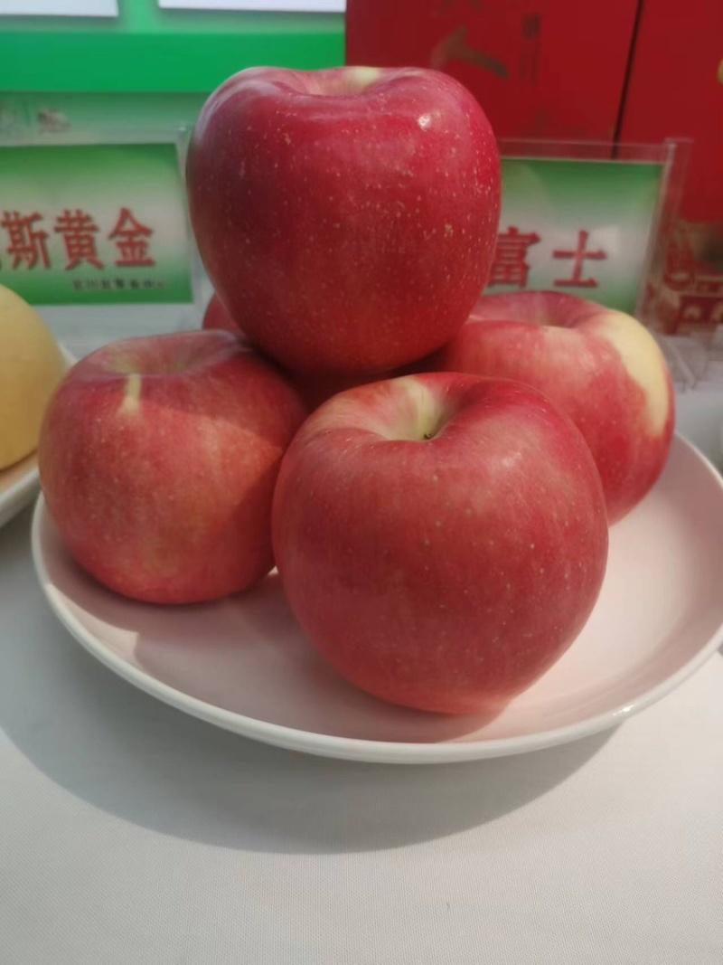 红富士苹果基地供应量大质优价格优惠一手货源欢迎采购