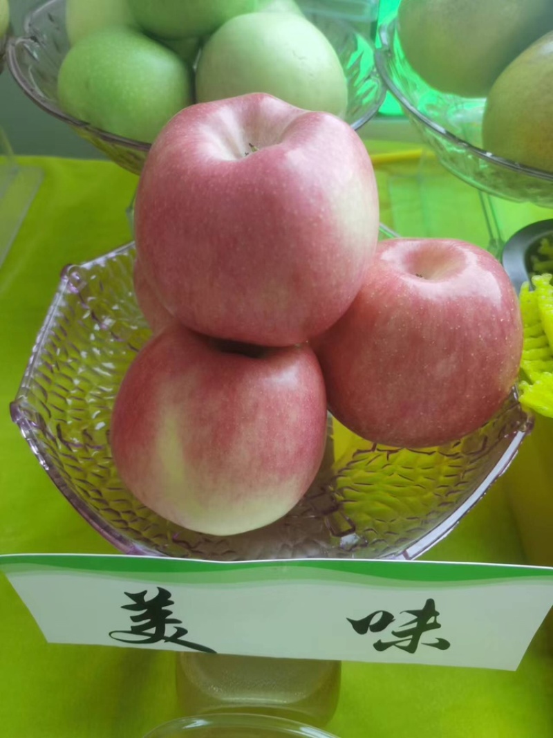 红富士苹果基地供应量大质优价格优惠一手货源欢迎采购