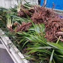 石菖蒲种苗出售