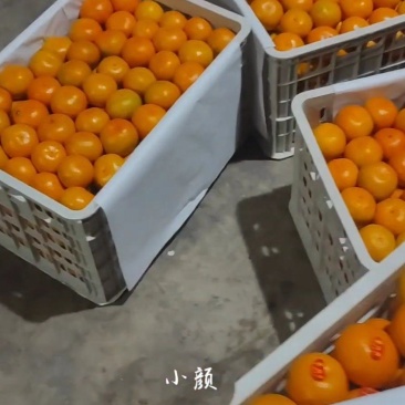 精品特早蜜橘大量供货中，皮薄色鲜，汁多肉嫩，产地直销果园