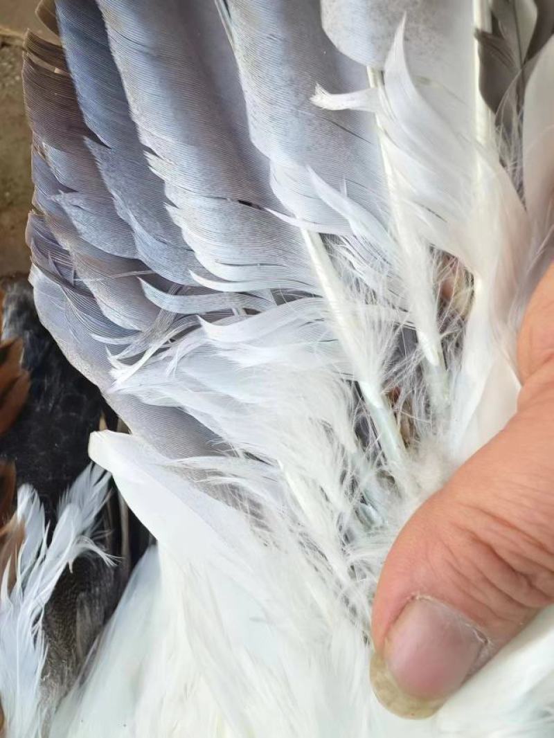 麻鸭需要的联系我
