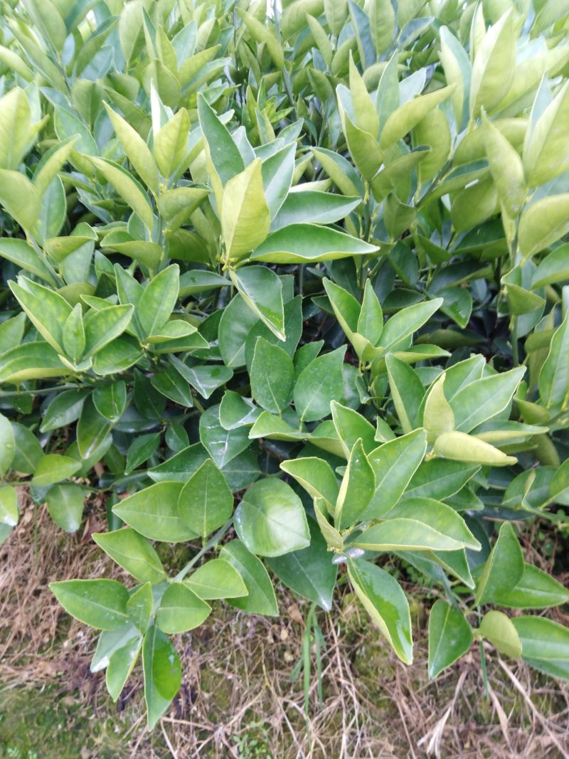 纽荷尔脐橙一年苗，挖苗现在视频，量大从优
