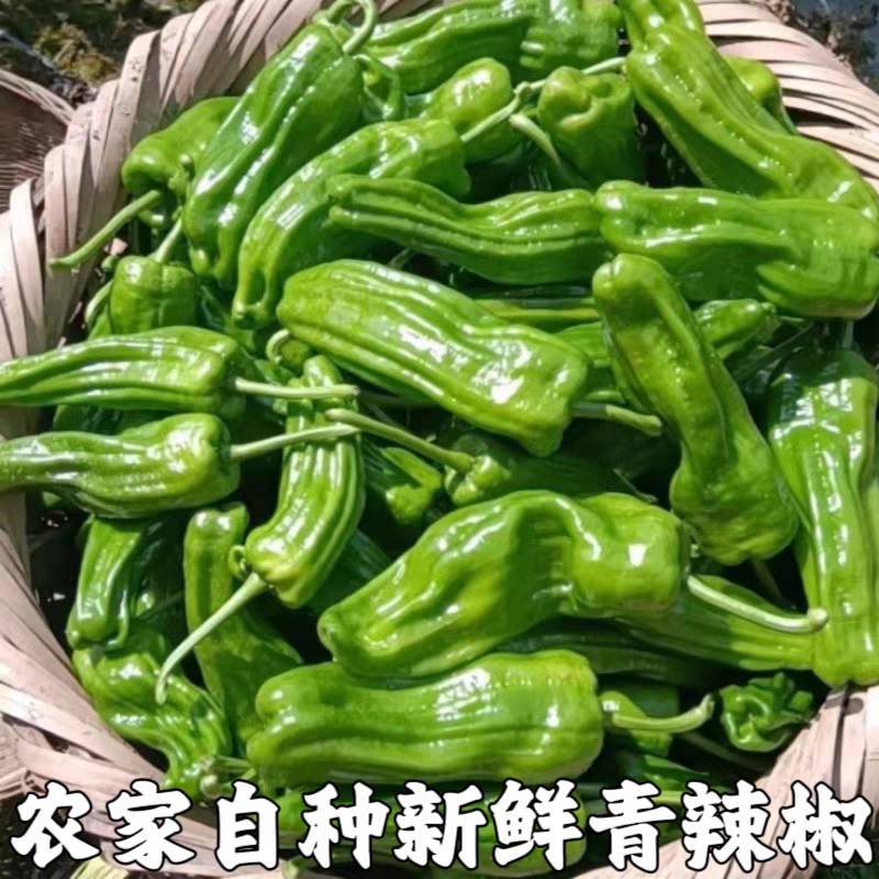 河南新辣椒/产地批发/供应市场/欢迎老板来电采购