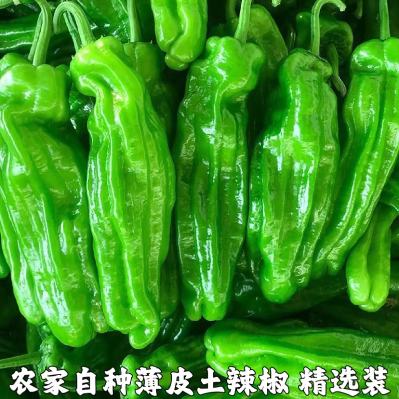 河南新辣椒/产地批发/供应市场/欢迎老板来电采购