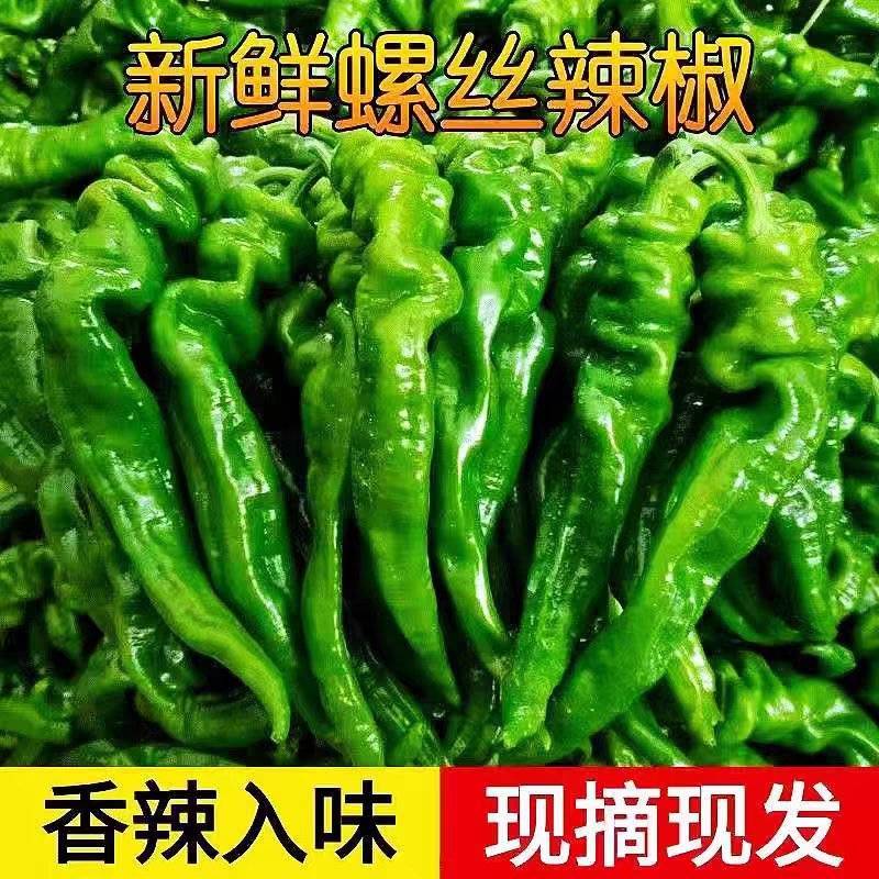 【螺丝椒】安徽鲜辣椒/自家基地/价格便宜/供应市场电商