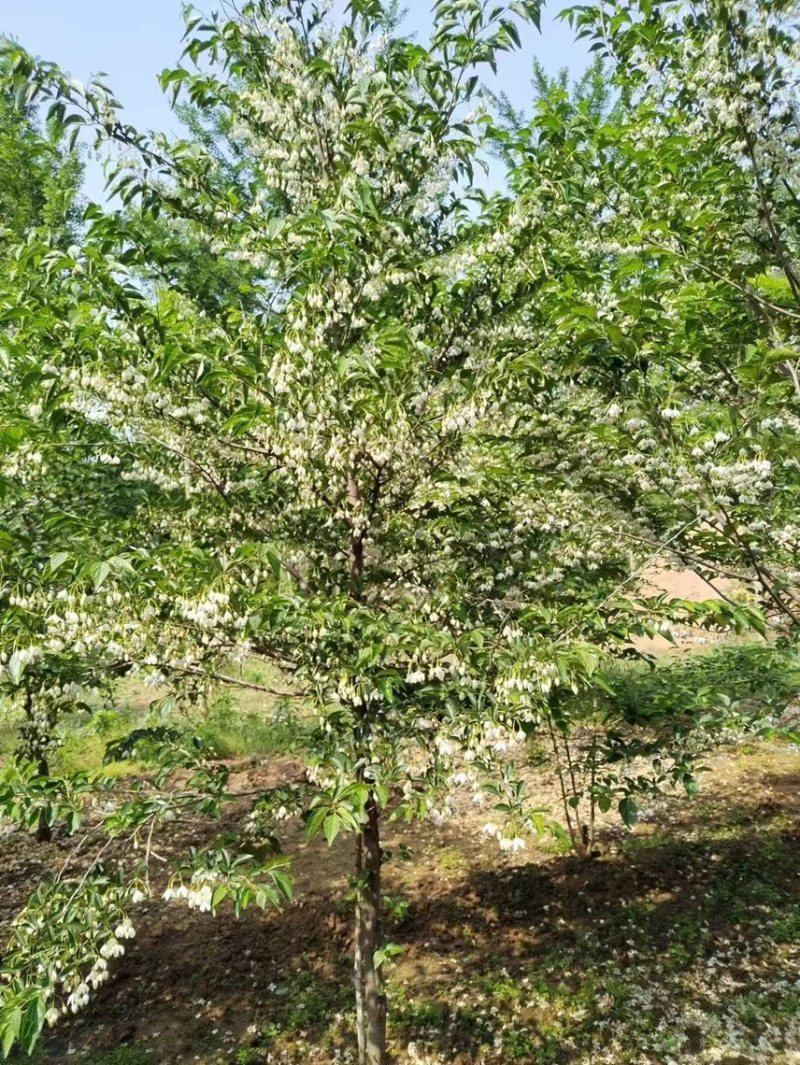 野茉莉