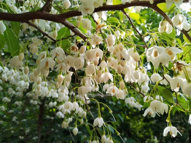 野茉莉