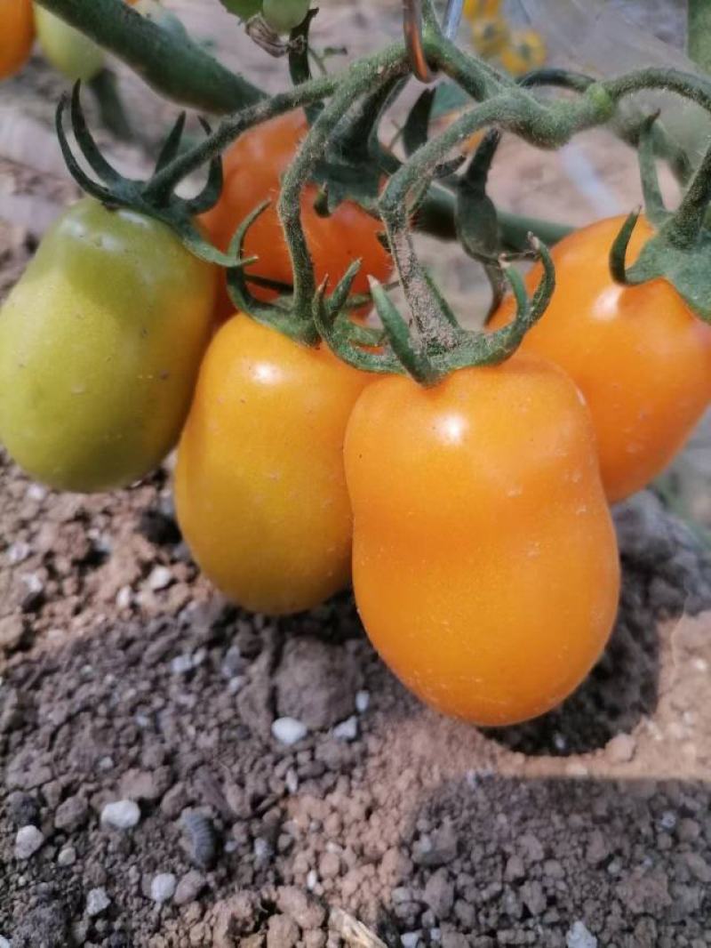 各种特色小番茄苗四季播种红黄白绿黑紫花生千禧贝贝小番种苗