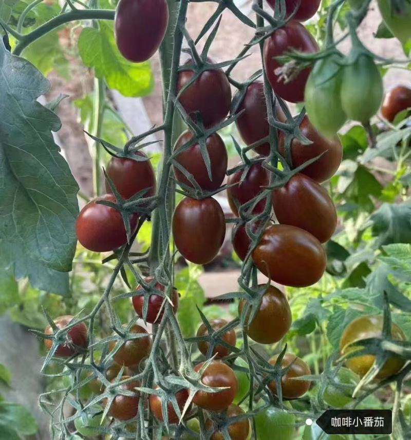 各种特色小番茄苗四季播种红黄白绿黑紫花生千禧贝贝小番种苗