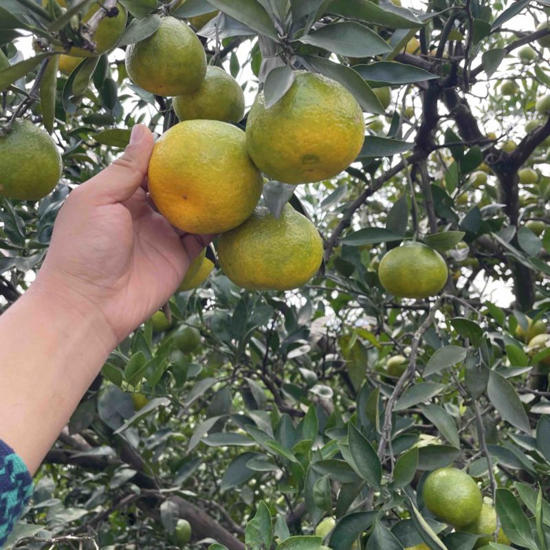 蜜橘现货200万斤，纯甜无酸，口感细腻，大量上市