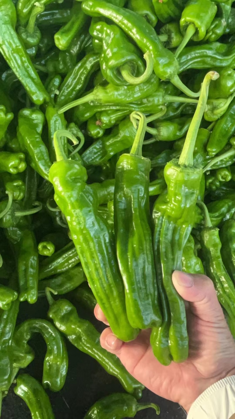 薄皮椒砀山鲜辣椒产地直发品种齐全对接商超市场社区