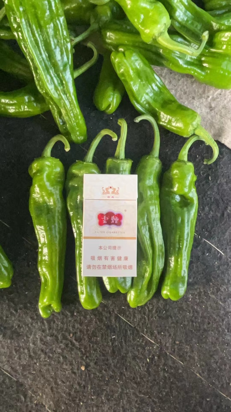 薄皮椒砀山鲜辣椒产地直发品种齐全对接商超市场社区
