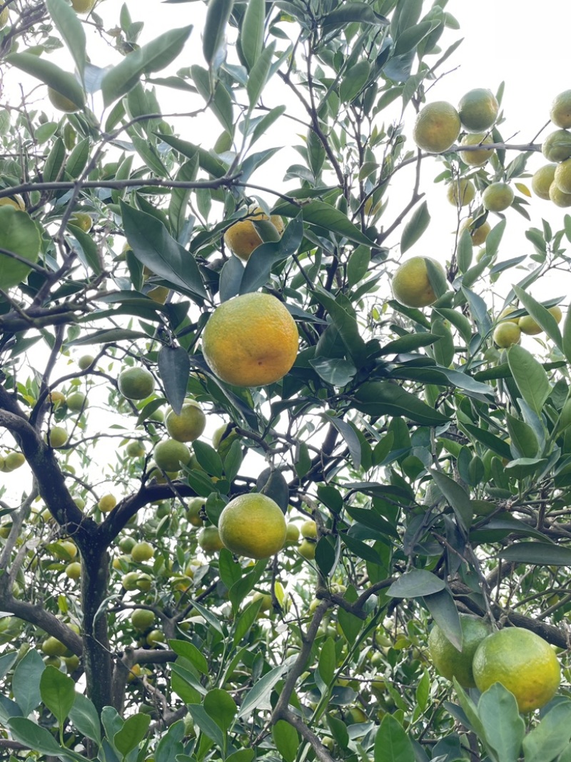 蜜橘现货200万斤，纯甜无酸，口感细腻，大量上市