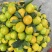 蜜橘现货200万斤，纯甜无酸，口感细腻，大量上市