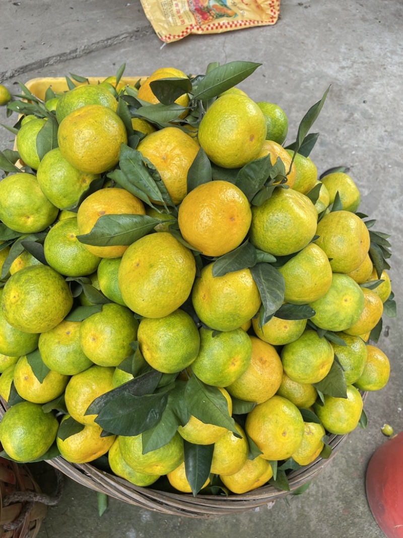 蜜橘现货200万斤，纯甜无酸，口感细腻，大量上市