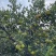 蜜橘现货200万斤，纯甜无酸，口感细腻，大量上市