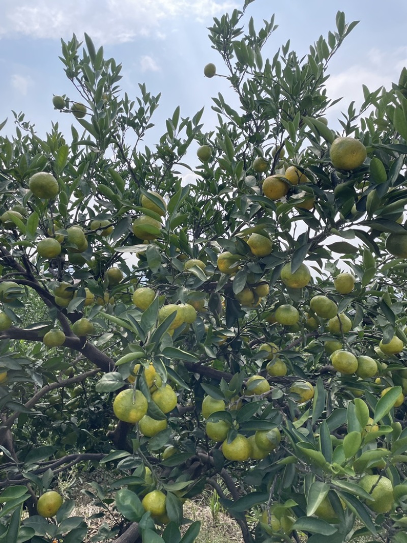 蜜橘现货200万斤，纯甜无酸，口感细腻，大量上市