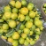 蜜橘现货200万斤，纯甜无酸，口感细腻，大量上市