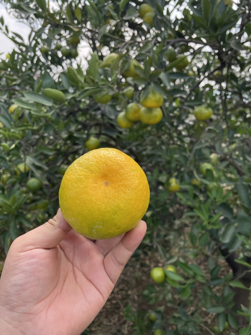 蜜橘现货200万斤，纯甜无酸，口感细腻，大量上市