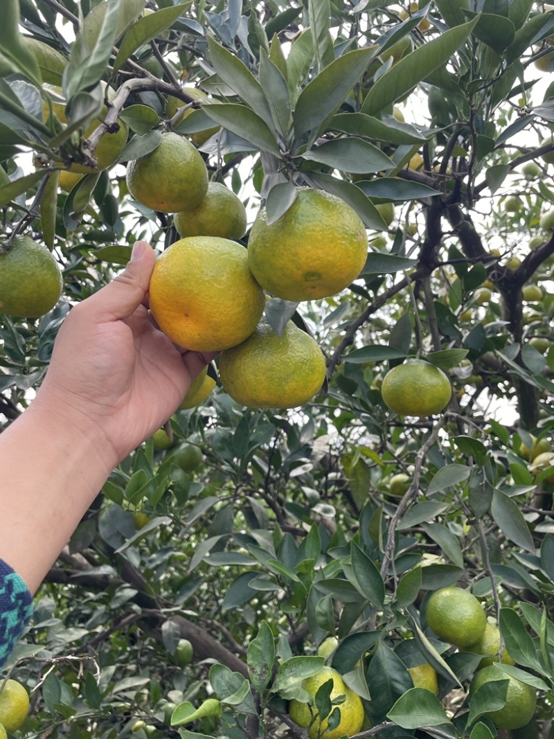 蜜橘现货200万斤，纯甜无酸，口感细腻，大量上市