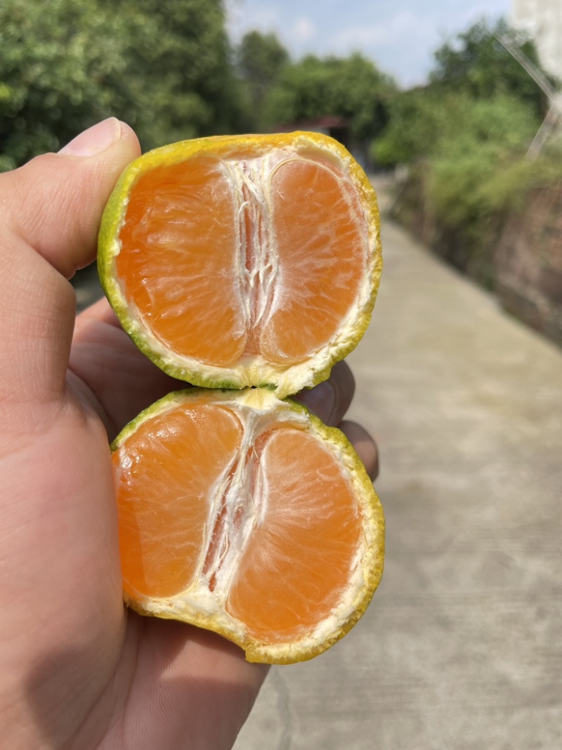 蜜橘现货200万斤，纯甜无酸，口感细腻，大量上市